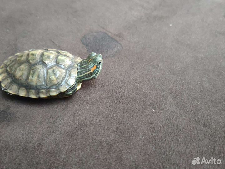 Красно ухая Черепаха