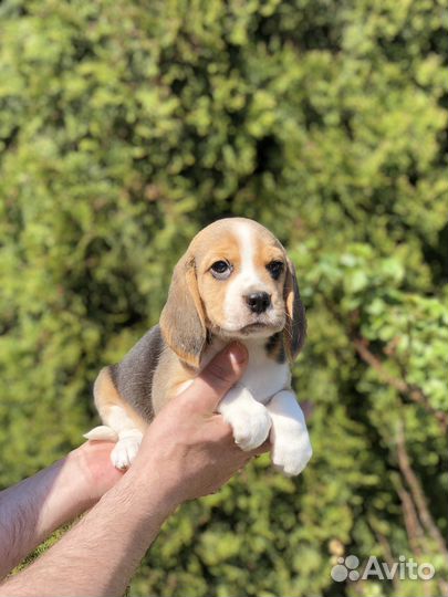 Щенки бигль