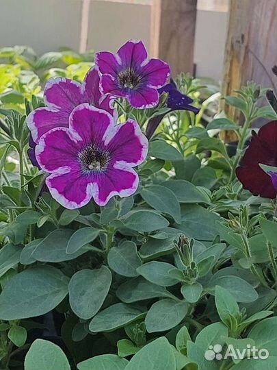 Пеларгония герань