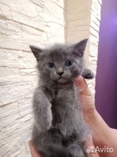 Котята в добрые руки приучены к лотку