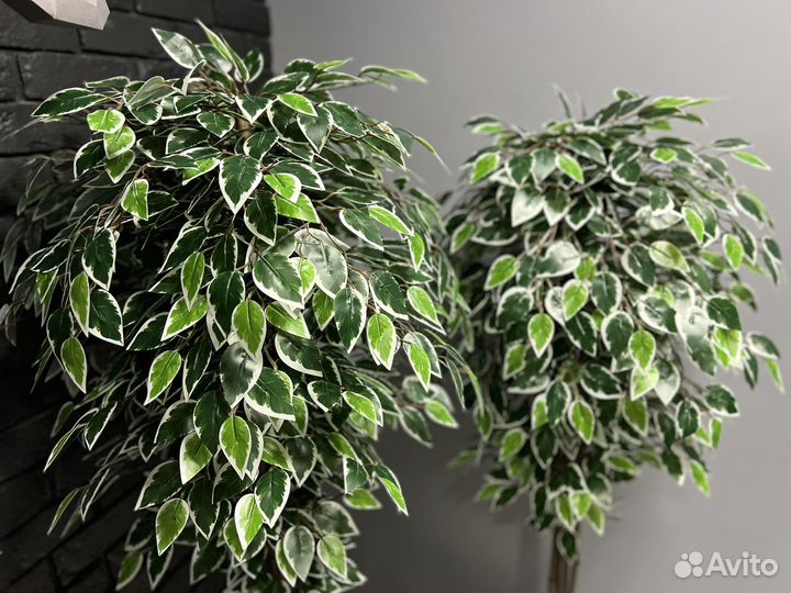 Фикус искусственный, искусственные деревья