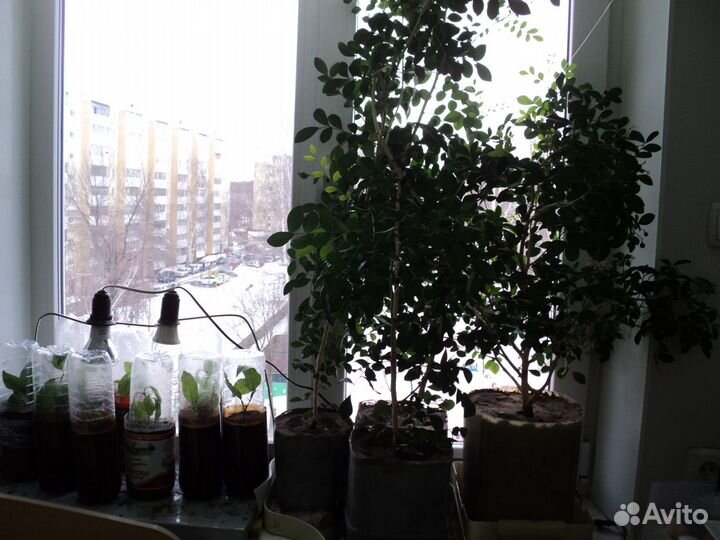 Мурайя метельчатая