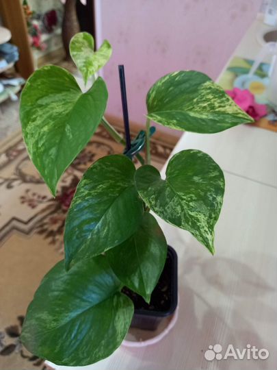 Комнатные цветы