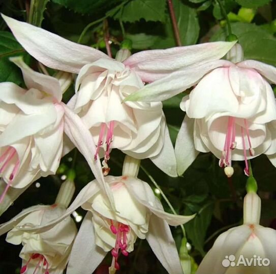 Сортовые фуксии в наличии первая часть