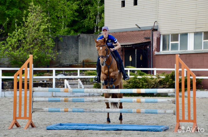 Лошади на продажу