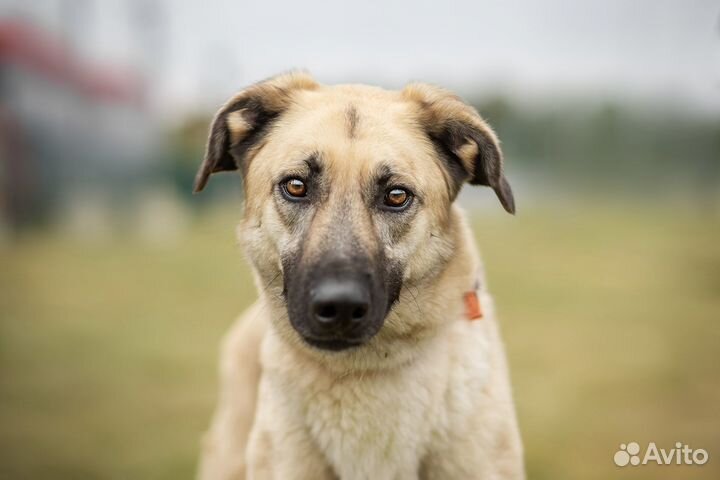 Вайт в добрые руки