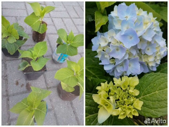 Сумах, живучка, лилейник, лилия, фундук и много др