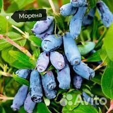 Саженцы жимолости