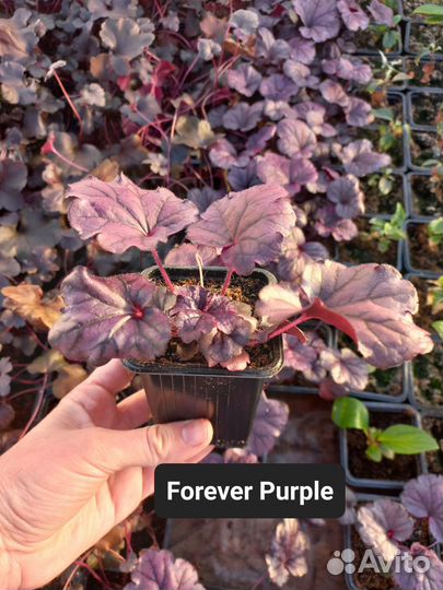 Гейхеры 8 сортов. Саженцы, кассеты. Можно опт