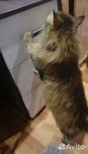Сибирский кот