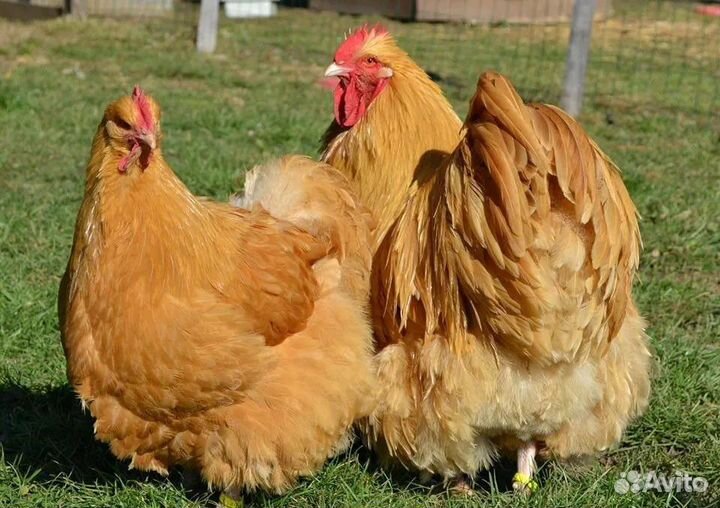 Орпингтон Амераукана Джерсийский Курица Петух