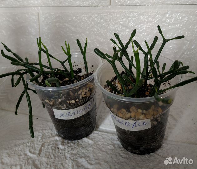 Суккуленты