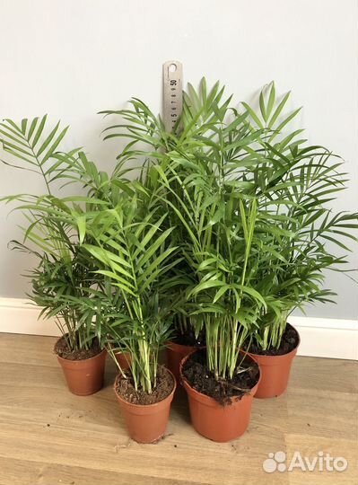 Пальма Хамедорея