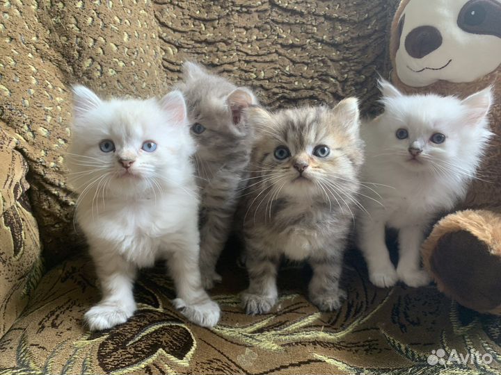 Котята длиношерстные британцы