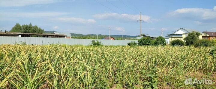 Озимый чеснок (на еду, на семена)