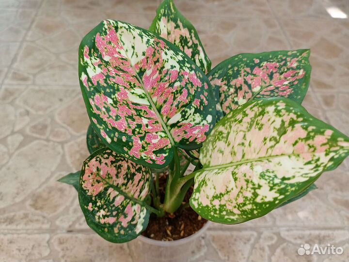 Аглаонемы тайские, коллекционные-2