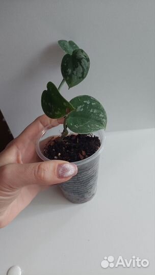 Сциндапсус сильвер энн