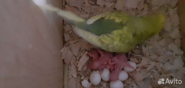 Волнистые попугайчики радужные и выставочные