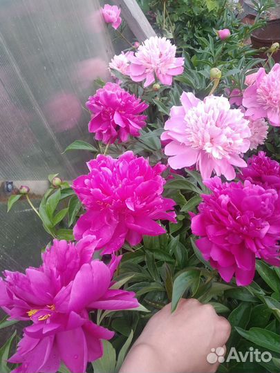 Пионы срез, старинные сорта