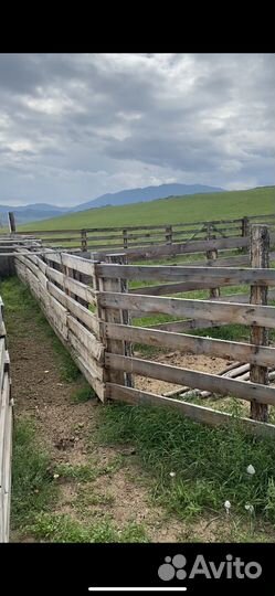 Заготовитель крс и лошадей