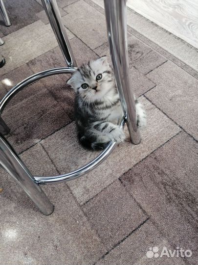 Шотландский вислоухий котик