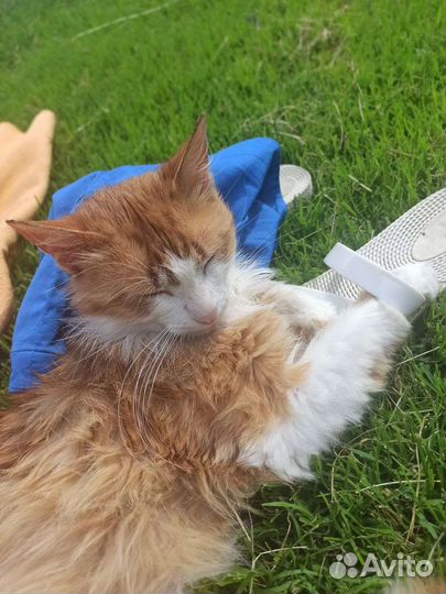 Кот в добрые руки)