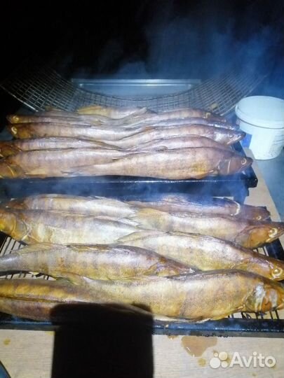 Рыбалка и отдых в Астрахани