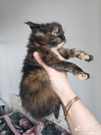 Котята мейн-куны