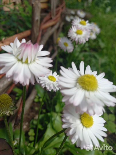 Растения для альпийской горки