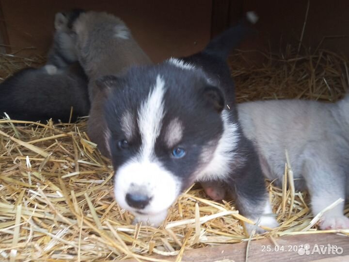 Щенки в добрые руки