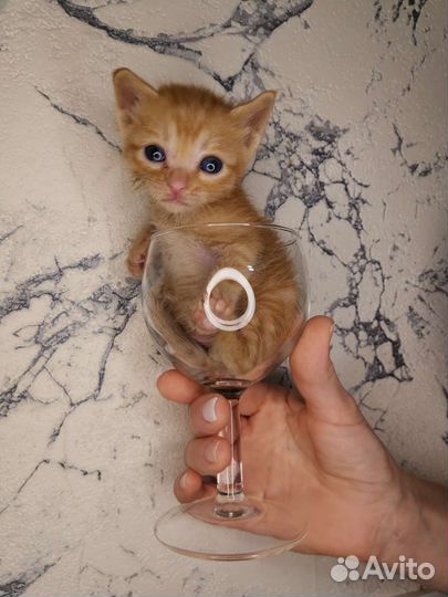 Рыжий котёнок ищет родителей
