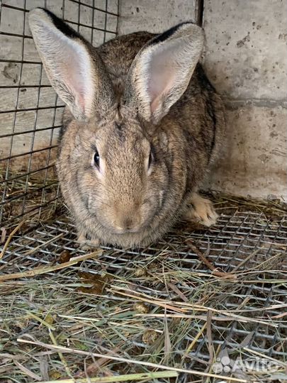 Кролики породы фландр