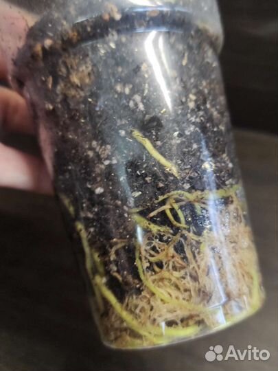 Диффенбахия Аврора (Индонезия)