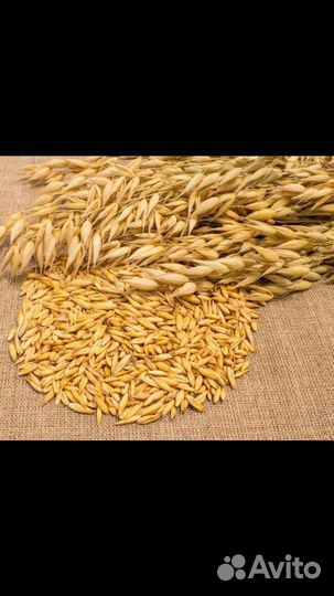 Продам овёс