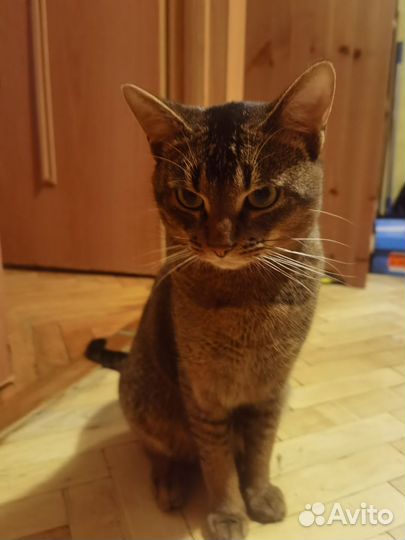 Абиссинский кот