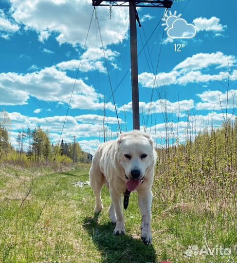 Собака алабай