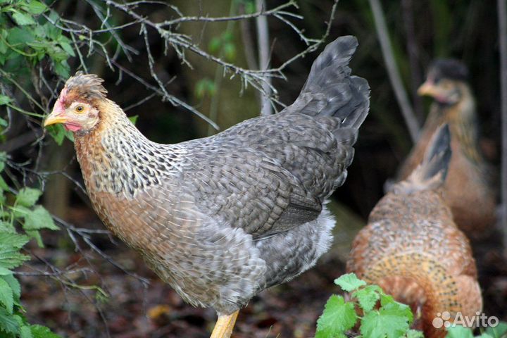 Молодка доминант хохлатая 2 мес