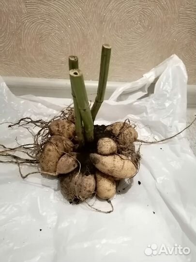 Георгины клубни