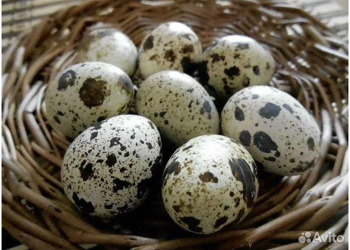 Инкубационное яйцо перепелов