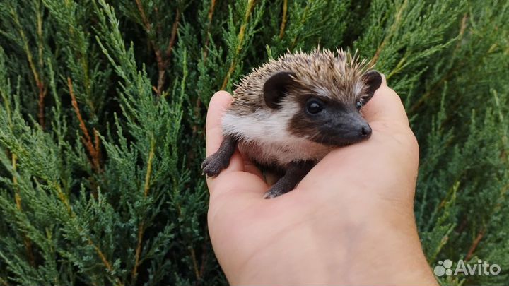 Африканский карликовый ёжик