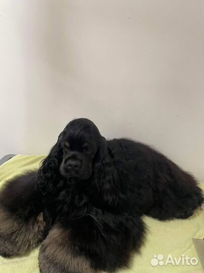 Кокер спаниель