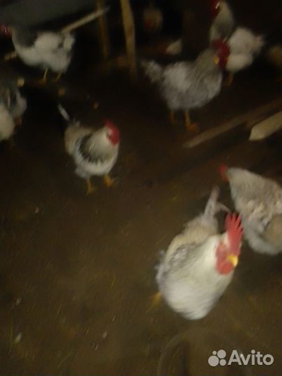 Молодые петухи