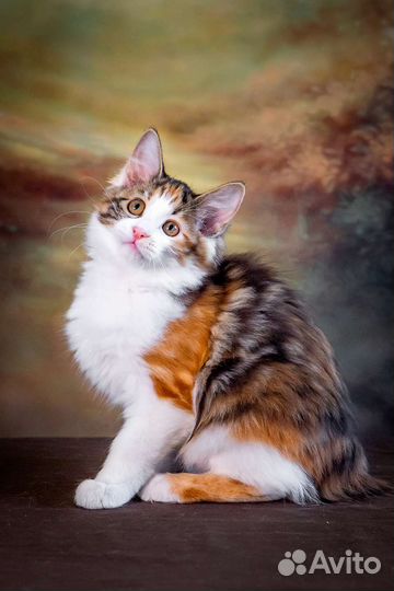 Красивые курильские бобтейлы