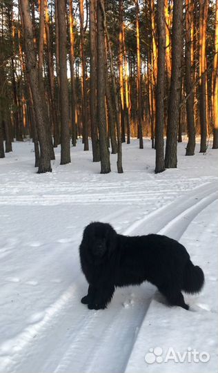 Случка Ньюфаундленд