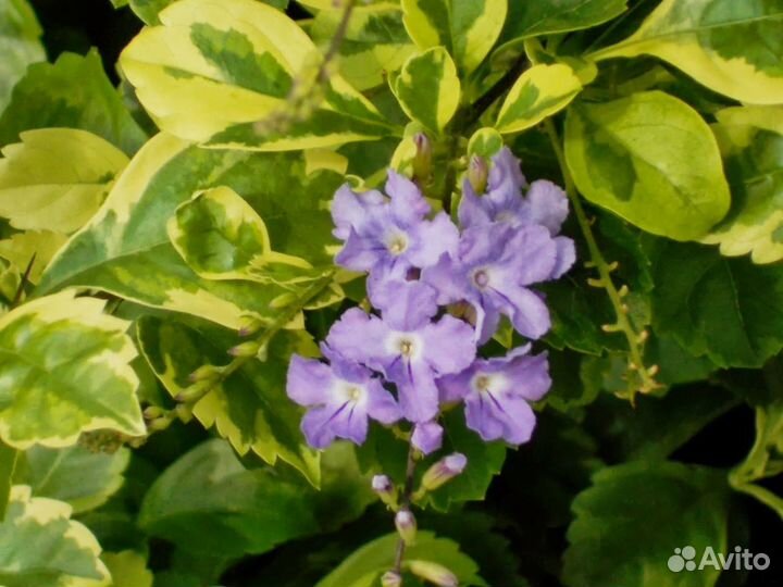 Дуранта вариегатная с красивыми листьями, цветение