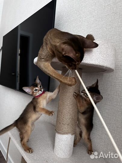 Абиссинские котята