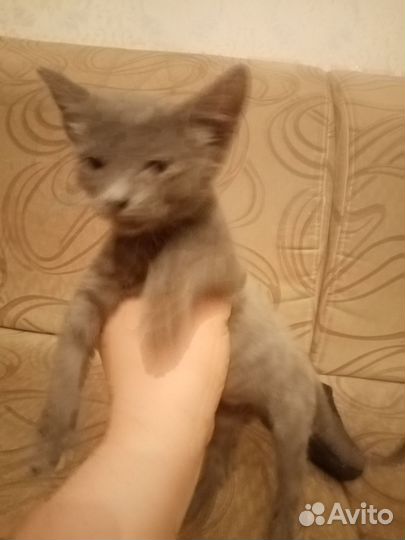 Котята отдам бесплатно