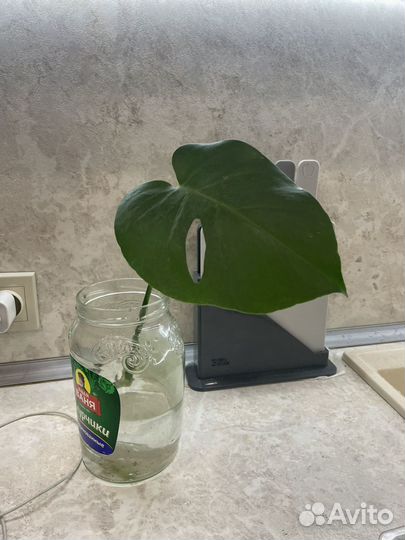 Монстеры. Хавортия