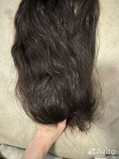 Хвост пористый кучерявый