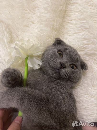 Шотландская